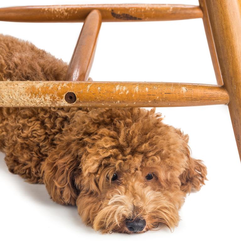 dog laying under chewed wooden chair