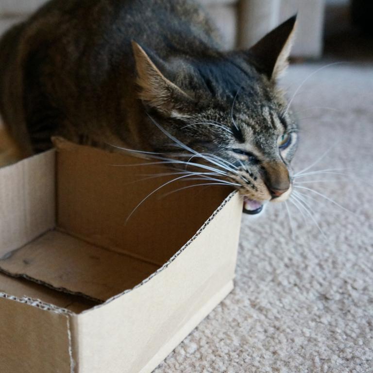cat chewing on cardboard box