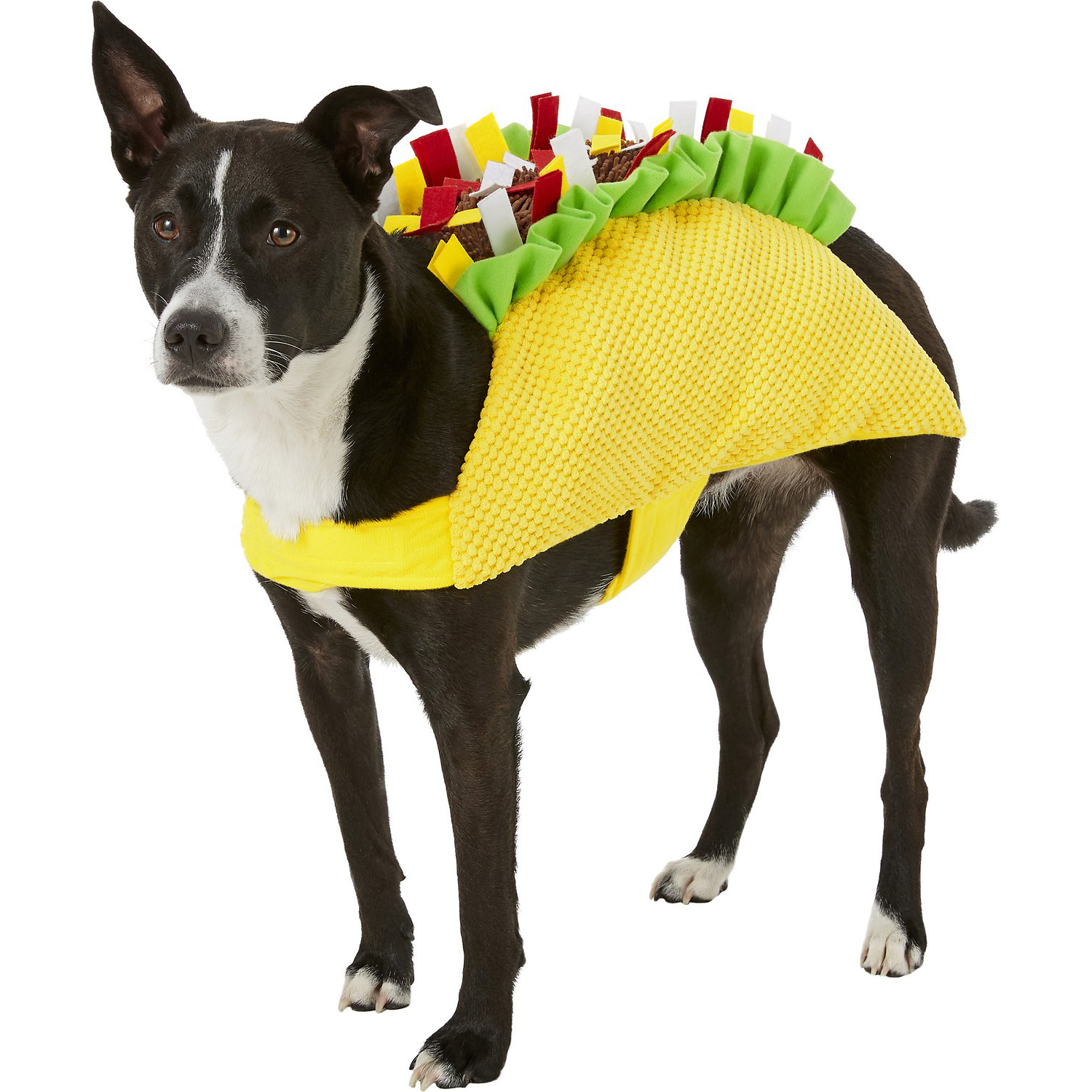 17 Funny + Cute Dog Halloween Costumes We Love for 2021 (+ Picks ...
