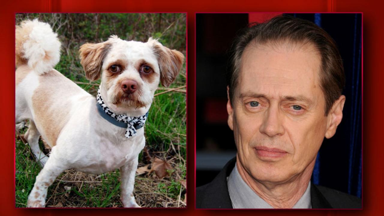 Whoa These Dogs Look Just Like Celebs