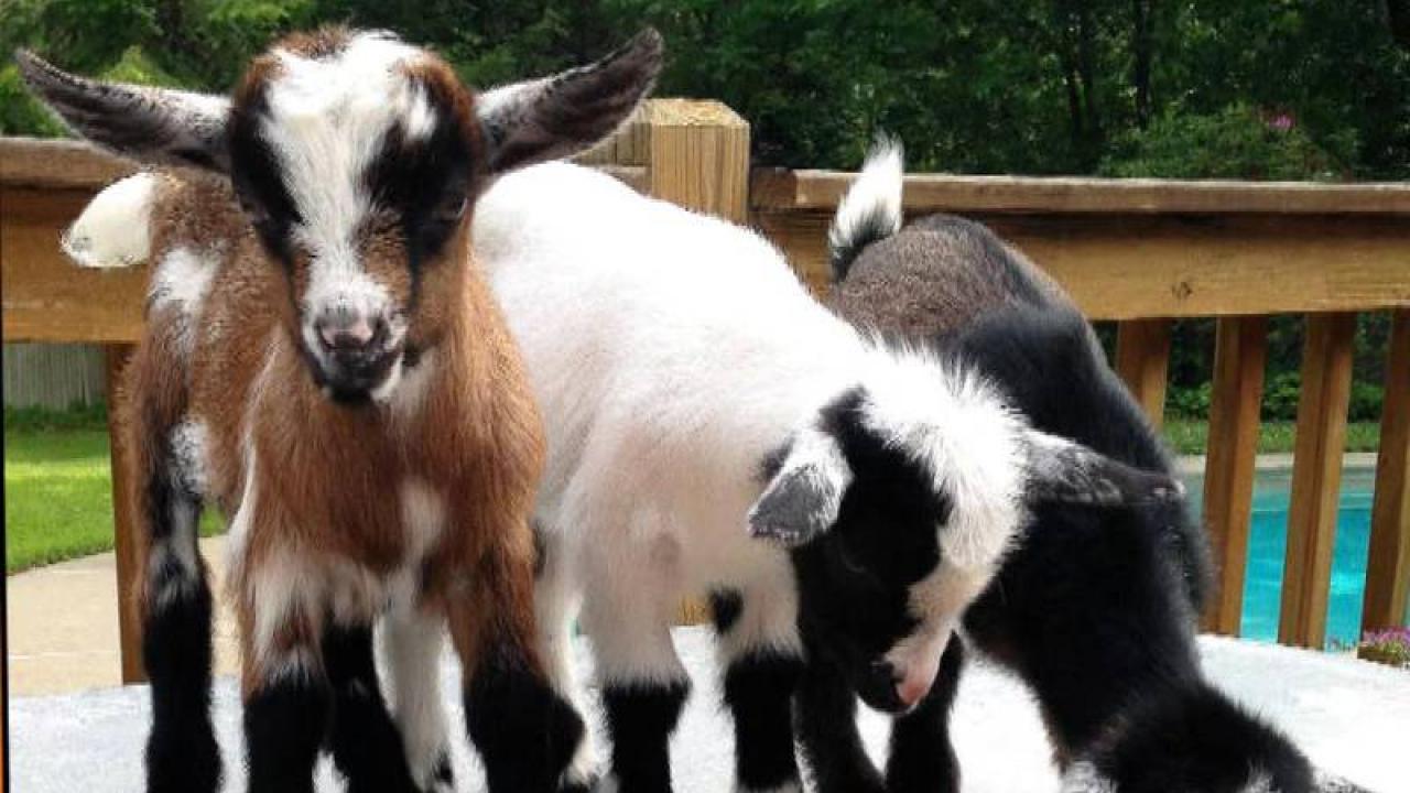 These Adorable Little Goats Are Viral Stars Rachael Ray Show