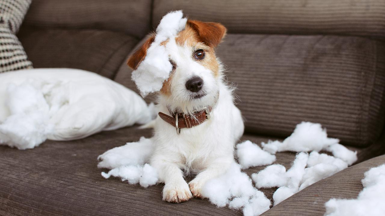 puppy jumping on couch