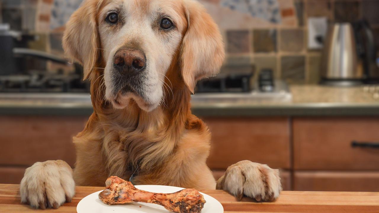 my dog keeps eating food off the counter