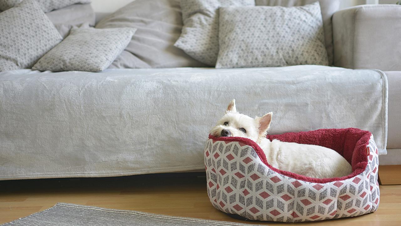 rachael ray dog bed