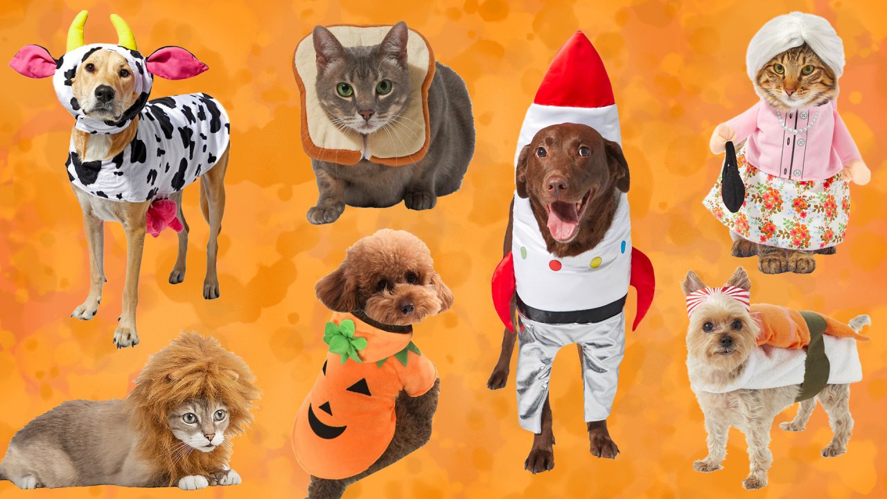 Pet outfits deals