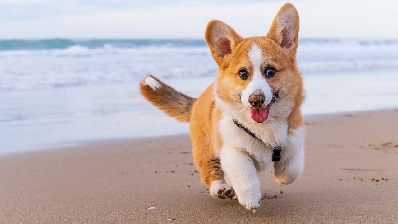 Corgi exercise sales