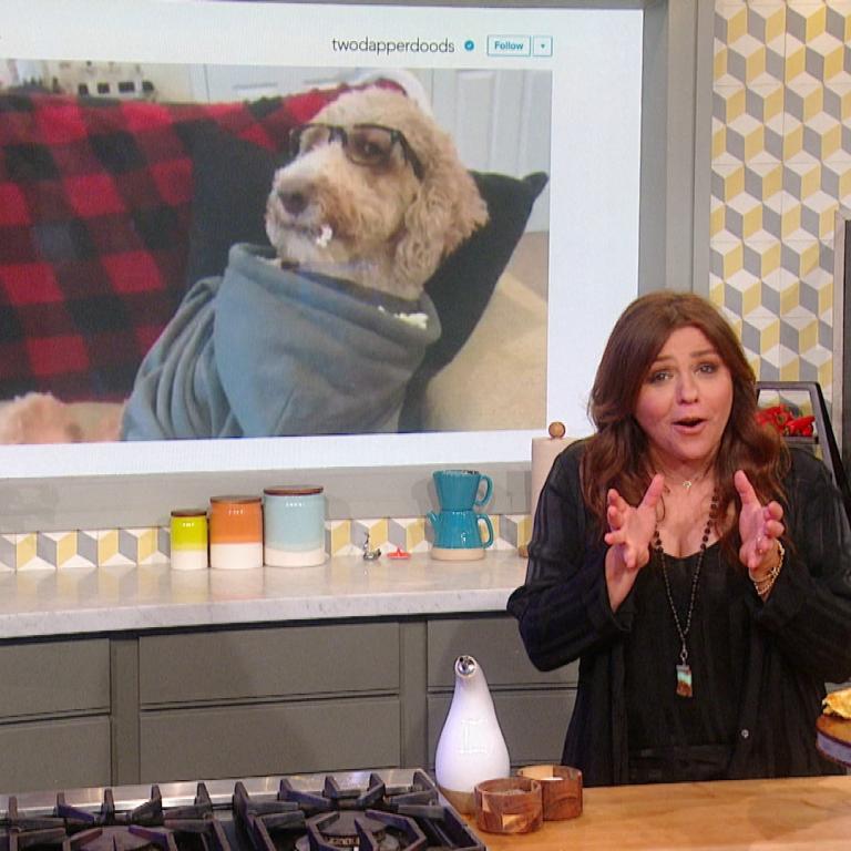 Grup Dog Amerikan Girl Xxx - Animals - Recipes, Stories, Show Clips + More | Rachael Ray Show
