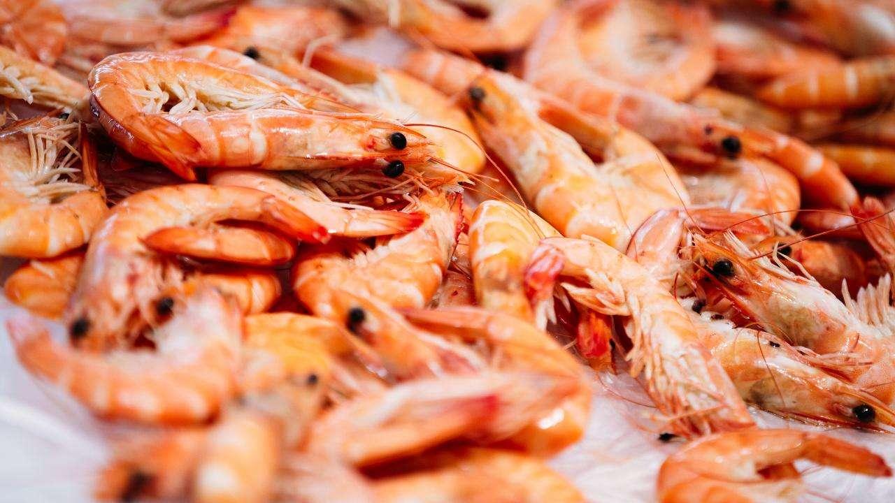 Shrimp Stock