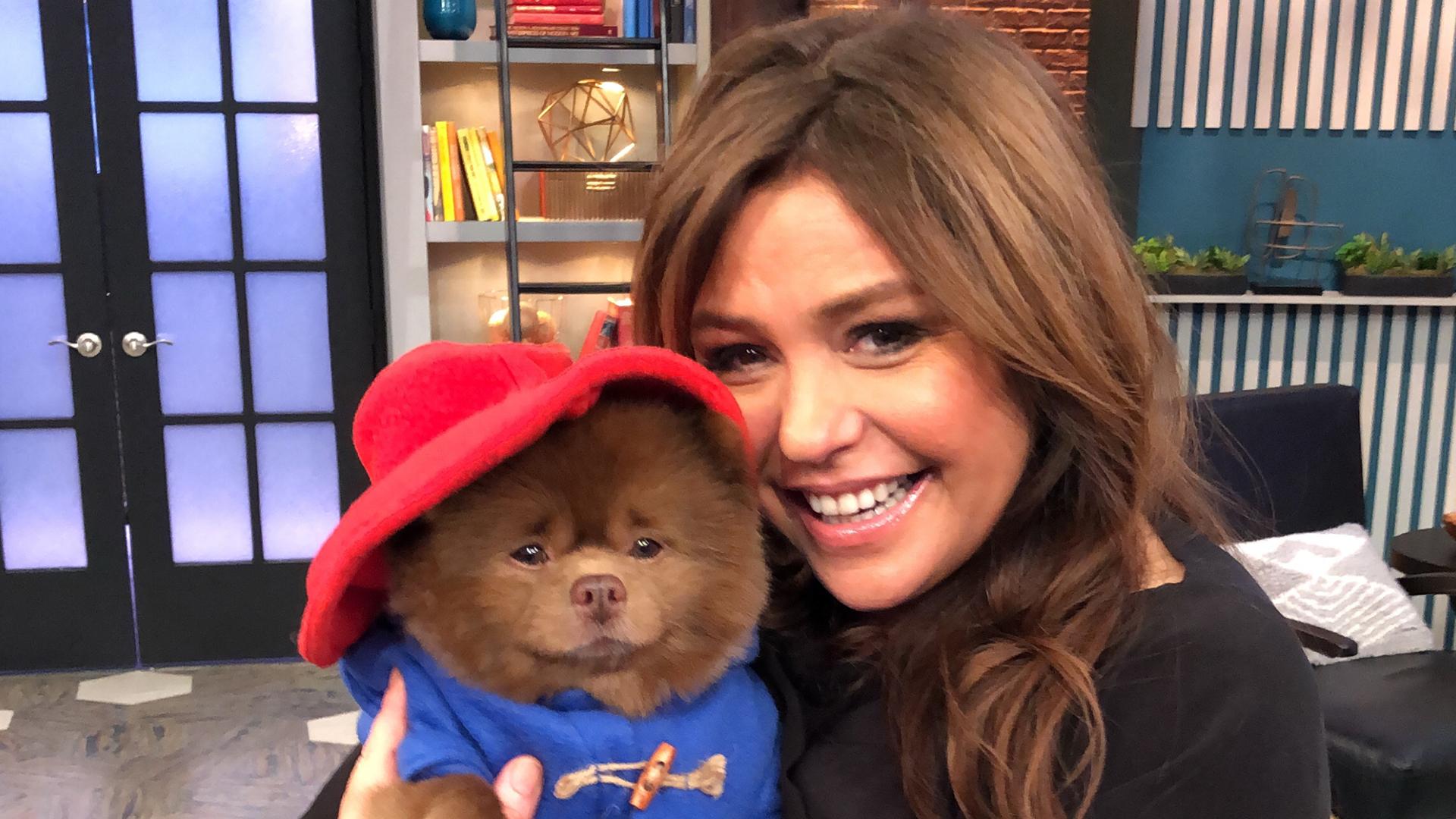 paddington dog outfit