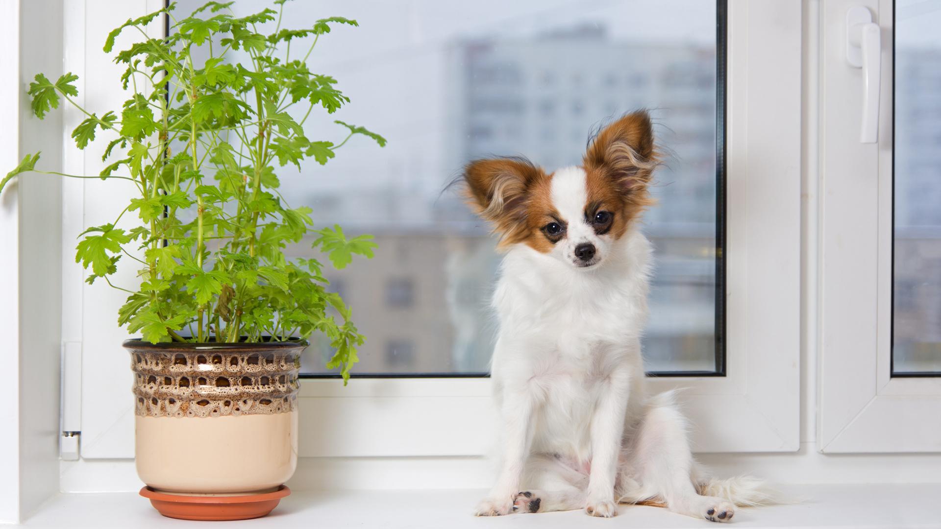 what plants are poisonous to dogs