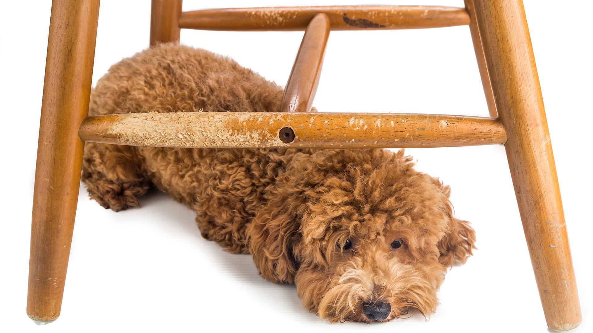 how to stop a dog from chewing furniture